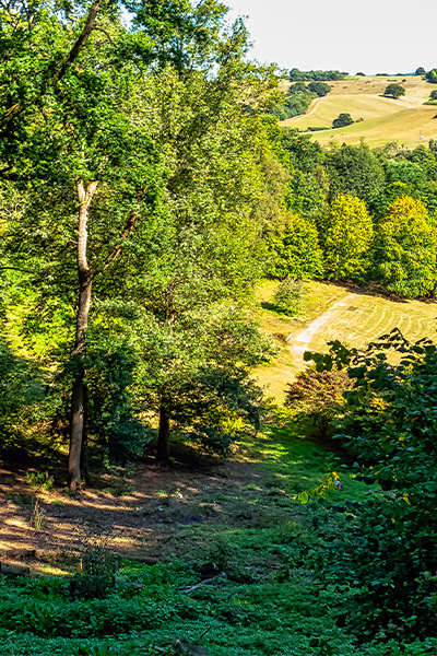 Surrey countryside